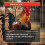 Sabung Ayam Anti Rugi: Teknik Kemenangan Stabil yang Belum Banyak Diketahui
